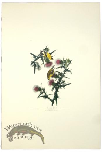 American Goldfinch